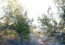 Servisne informacije: U Rapatnici gorjelo oko 10 dunuma voćnjaka